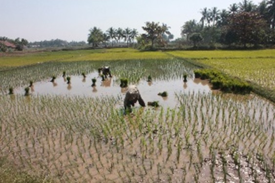 ຊາວກະສິກອນຍັງສືບຕໍ່ເຂົ້າເຖິງແຫຼ່ງເງິນກູ້ຍາກ