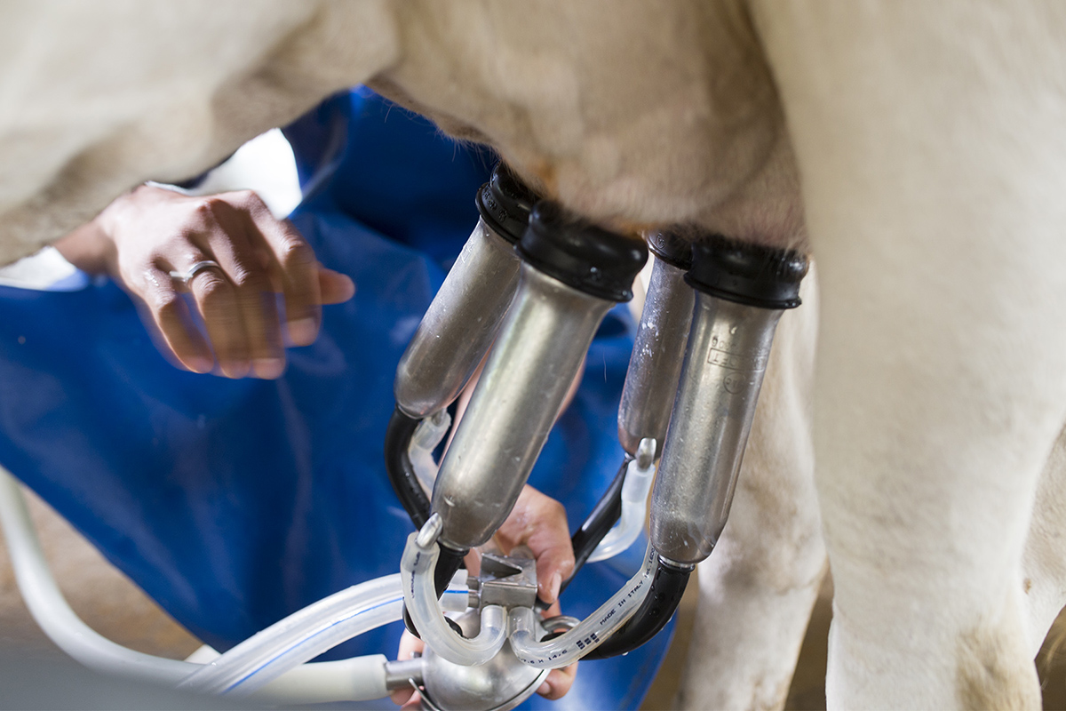 ທລຍ ສົ່ງເສີມການຜະລິດນົມງົວຄວາຍເປັນແຫຼ່ງສານອາຫານສຳລັບເດັກ