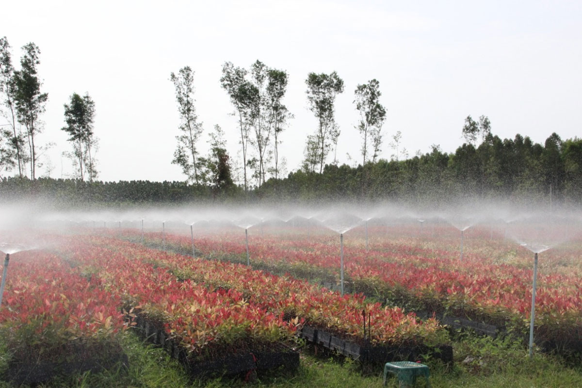 ກົມປູກຝັງກຽມເນື້ອທີ່ 3 ເຮັກຕາ ເພື່ອປູກຕົ້ນໄມ້ໃນວັນປູກຕົ້ນໄມ້ແຫ່ງຊາດ