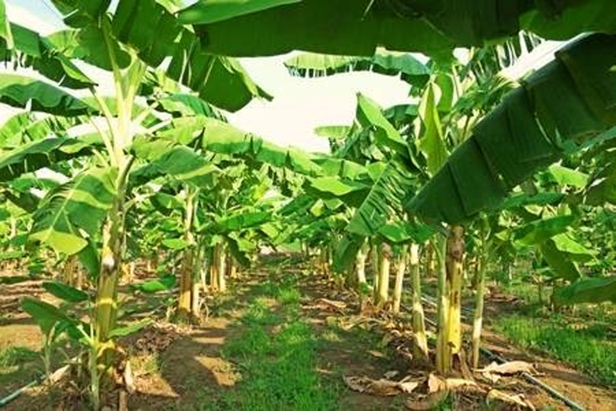 ສິນຄ້າກະສິກຳຂອງລາວ 80% ແມ່ນສົ່ງອອກໄປ ສປຈີນ