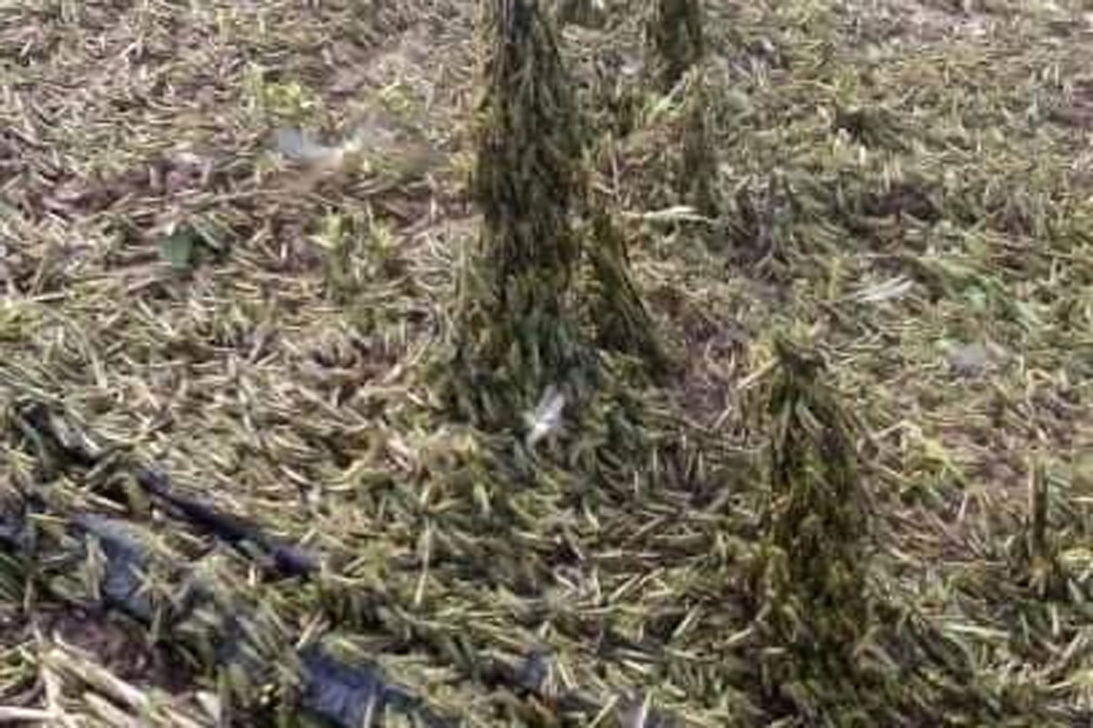 ເນື້ອທີ່ກະສິກໍາ ຫຼາຍກວ່າ 4 ເຮັກຕາ ຖຶກຝູງຕັກແຕນທໍາລາຍຢູ່ ແຂວງ ຜົ້ງສາລີ