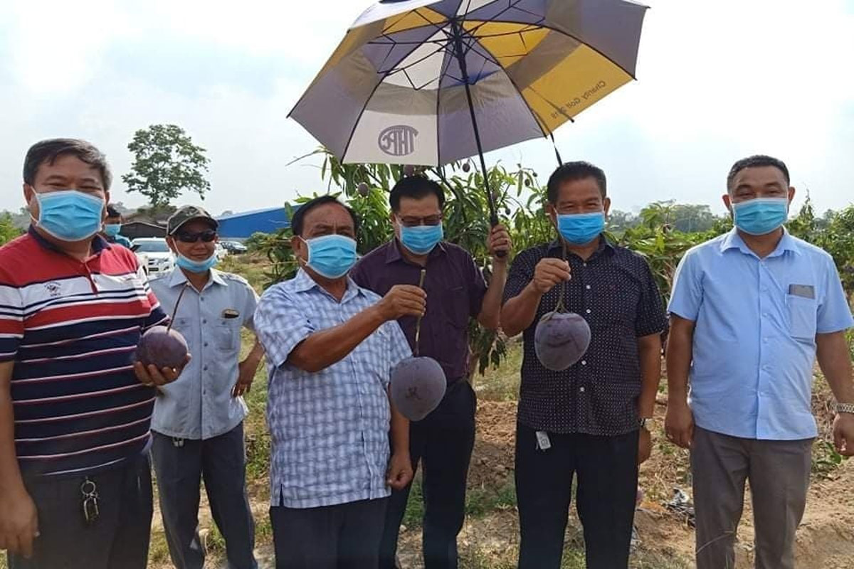 ນັກລົງທຶນຈິນປະສົບບັນຫາ ເລື່ອງການສົ່ງອອກໝາກມ່ວງຍ້ອນມາດຕະການສະກັດກັ້ນພະຍາດໂຄ ວິດ-19