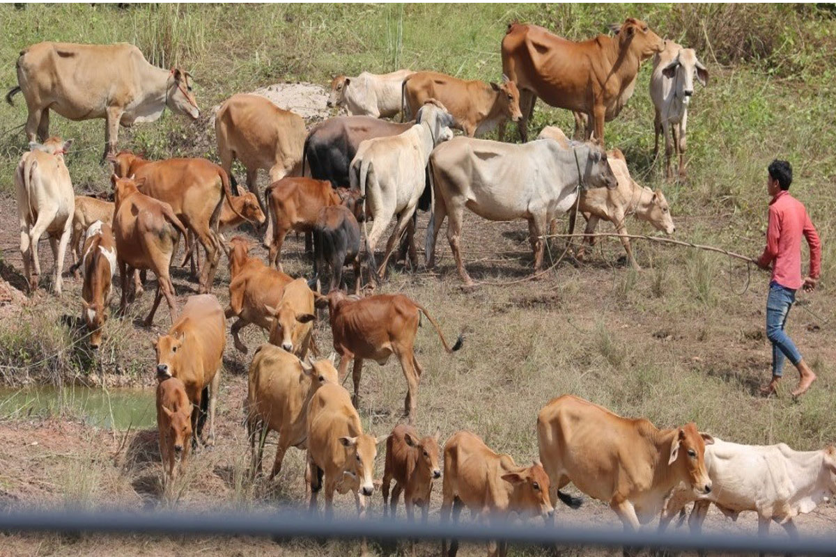 ບໍລີສັດກຸນຈະເລີນ ໄຊສົມບູນເນັ້ນແກ້ໄຂຄວາມທຸກຍາກໃຫ້ປະຊາຊົນ ທ້ອງຖິ່ນຈາກການປູກຝັງ ແລະ ລຽ້ງສັດ