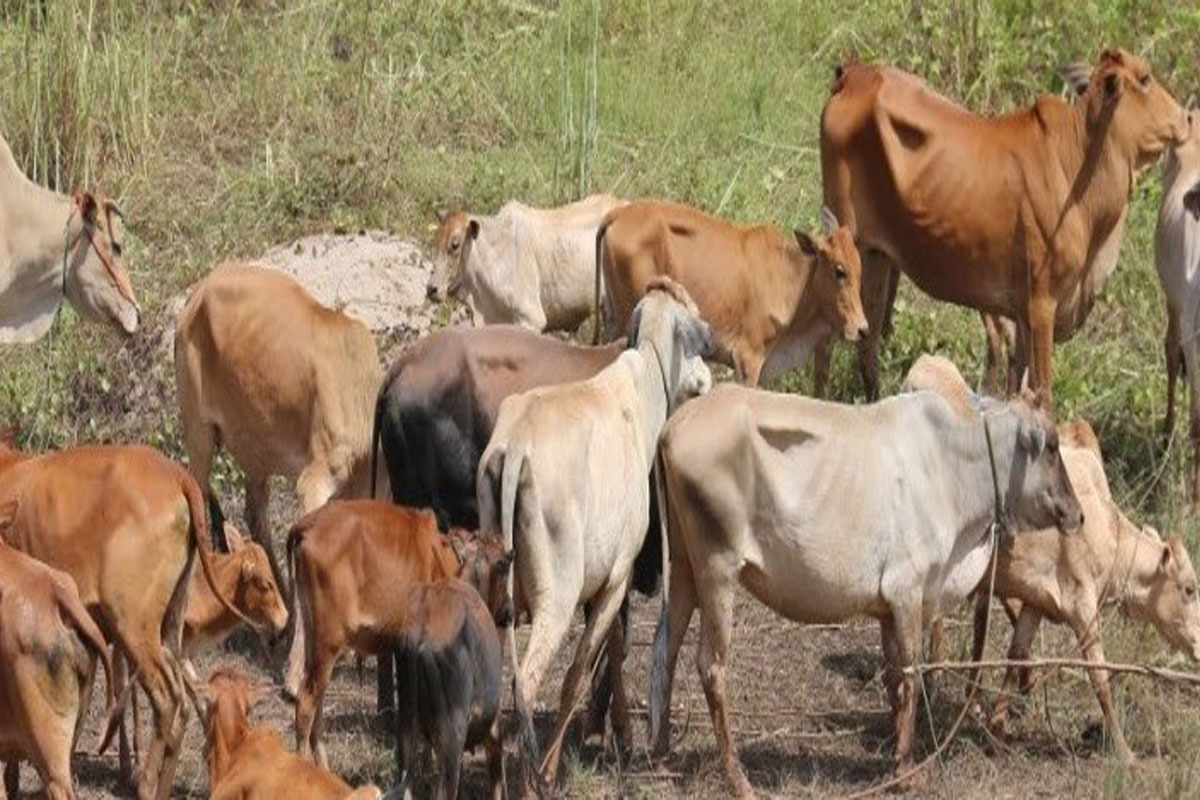 ທລຍ ສົ່ງເສີມການຜະລິດນົມງົວຄວາຍເປັນແຫຼ່ງສານອາຫານສຳລັບເດັກ