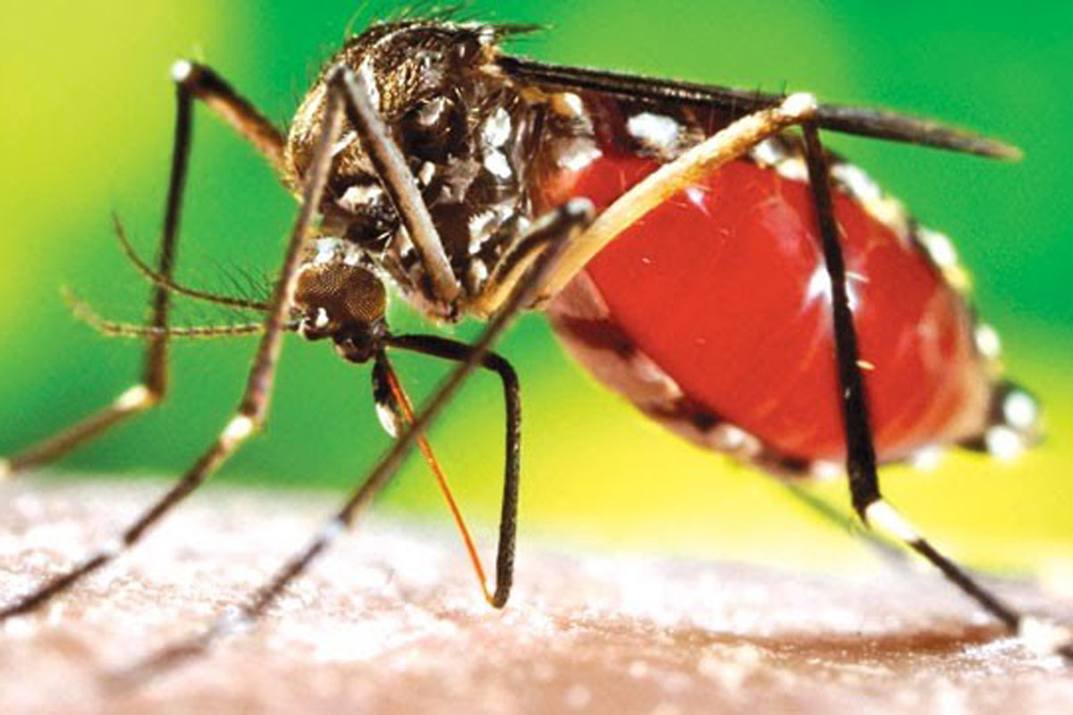 ໄຂ້ຍຸງລາຍເປັນໄຂ້ທີ່ຮ້າຍແຮງ ແຕ່ປ້ອງກັນໄດ້