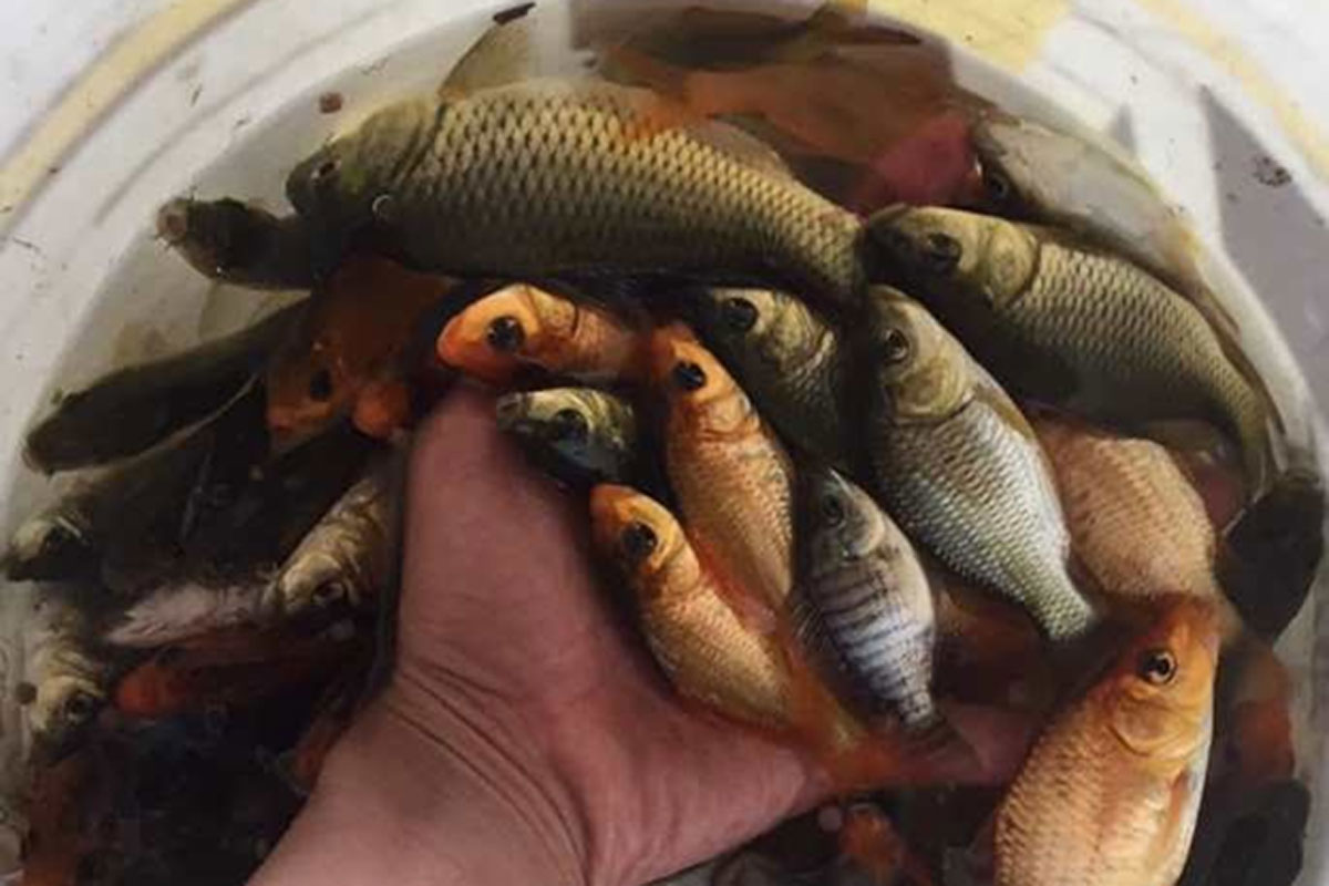 ໃນວັນປ່ອຍປາ ແລະ ອະນຸລັກສັດນ້ຳ-ສັດປ່າແຫ່ງຊາດປີນີ້ຈະປ່ອຍປາ 55 ລ້ານໂຕ