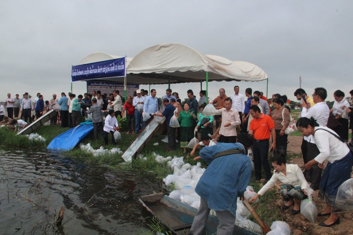 ເມືອງ ສີສັດຕະນາກ ປ່ອຍປາ 180.000 ກວ່າໂຕ ລົງສູ່ຄອງນໍ້າ ເຂດບ້ານດອນກອຍ