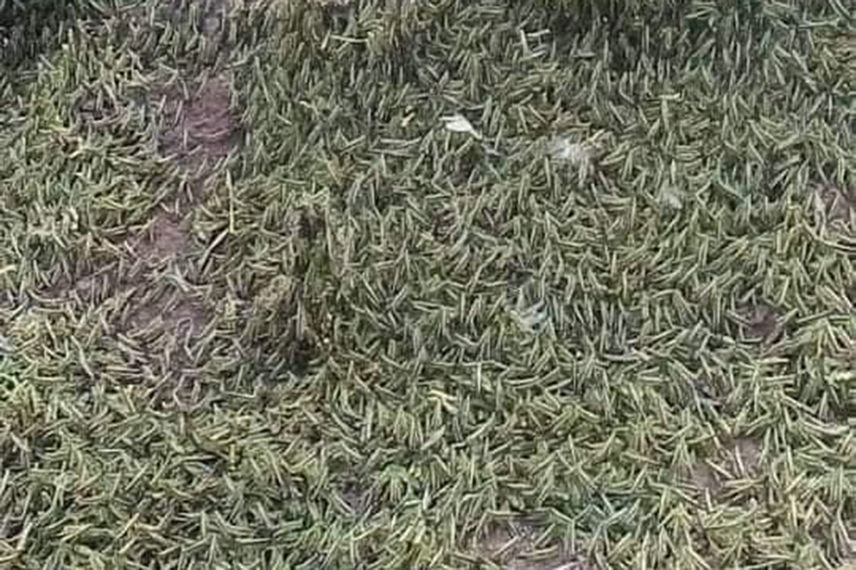 ຝູງຕັກແຕນໄມ້ປ່ອງທຳລາຍຜົນຜະລິດເສຍຫາຍ 80 ກ່ວາເຮັກຕາ ຢູ່ເມືອງໃໝ່