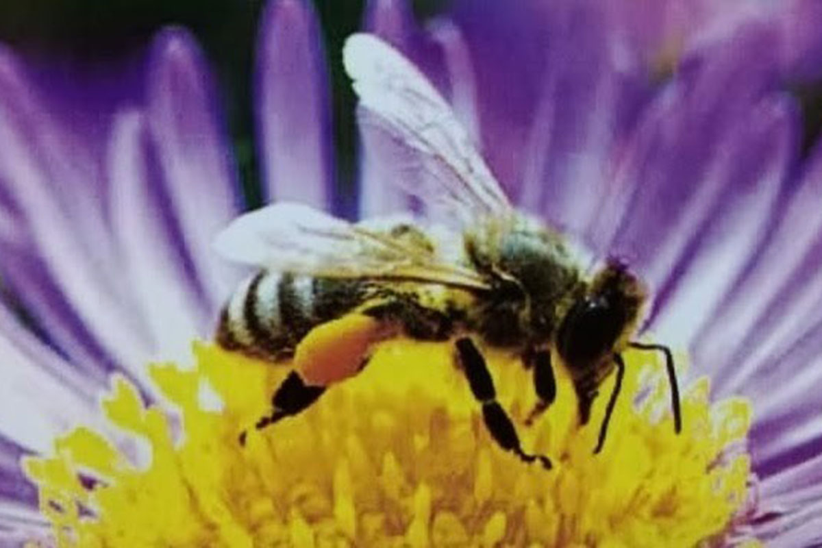 ການຫຼຸດລົງຂອງສັດປ່າ ສົ່ງຜົນກະທົບໂດຍກົງຕໍ່ການດໍາລົງຊິວິດຂອງປະຊາຊົນບັນດາເຜົ່າ