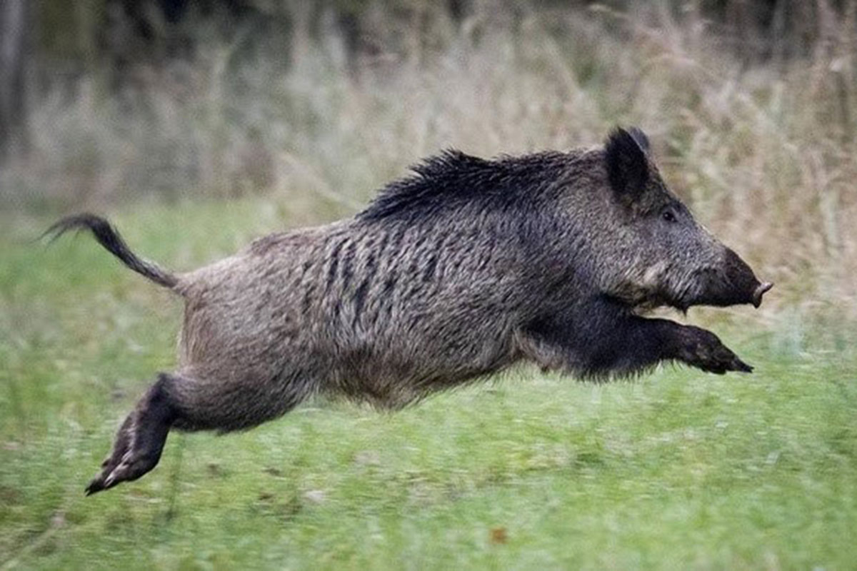 ຫຼົງຍິງໝູ່ຄິດວ່າແມ່ນໝູປ່າຢູ່ເມືອງວຽງພູຄາ