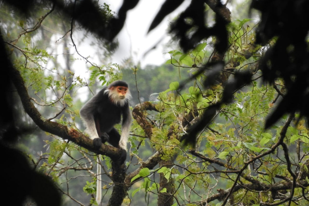 ການຄ້າຂາຍສັດປ່າແບບຊະຊາຍ ແມ່ນຜິດກົດໝາຍ ແລະ ເປັນໄພຄຸກຄາມຕໍ່ສັດປ່າຫຼາຍຊະນິດ