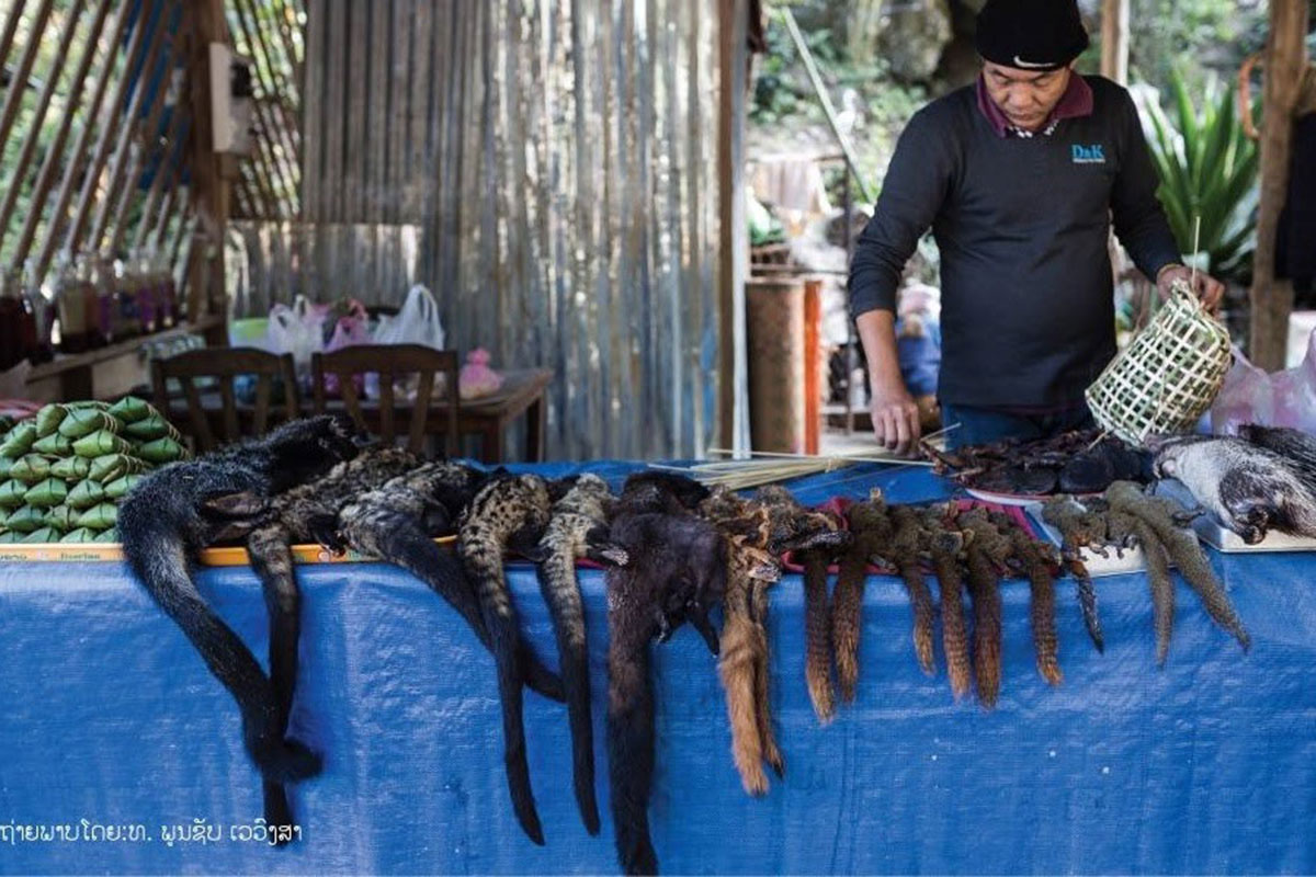 ສັດປ່າຢູ່ໃນ ສປປ ລາວ ກໍາລັງຕົກຢູ່ໃນສະພາບຫຼຸດໜ້ອຍລົງ