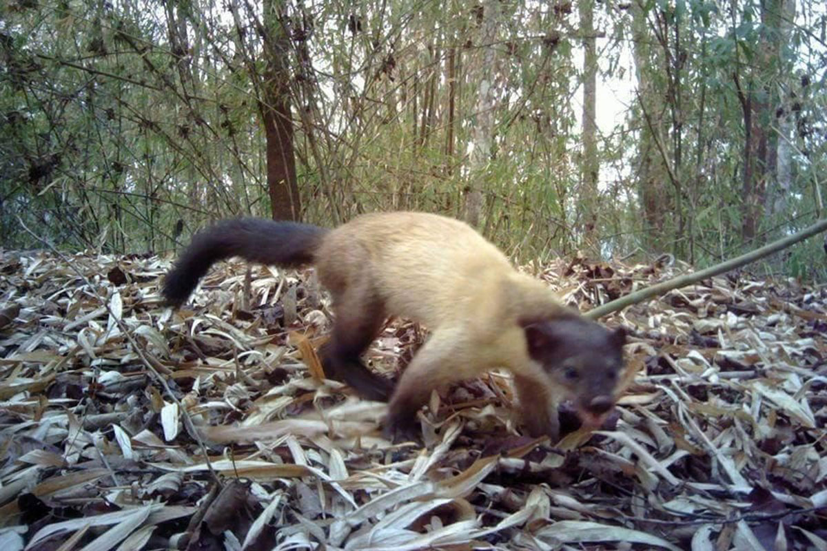 ການສູນເສຍຂອງຊະນິດພັນສັດປ່າ ເປັນສາເຫດຄວາມບໍ່ສົມດຸນຂອງລະບົບນິເວດ