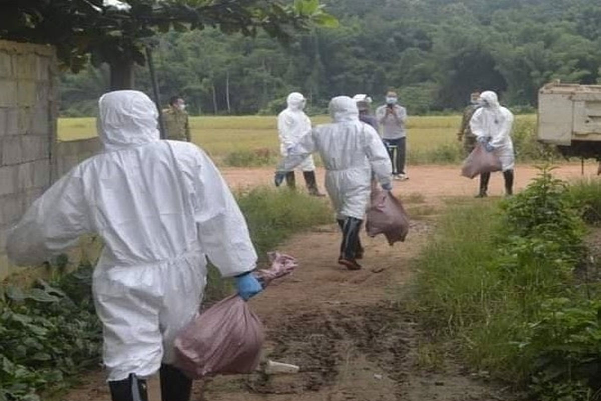 ໝູຕາຍ 195 ໂຕ ແລະ 247 ໂຕຖືກຂ້າ ຍ້ອນຕິດພະຍາດອະຫິວາໝູອາຟຣິກາ ຢູ່ເມືອງຊຽງຮ່ອນ