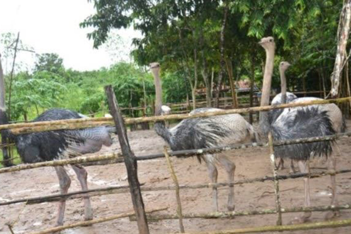 ນົກກະຈອກເທດ ເປັນສັດເສດຖະກິດເປັນທີ່ຕ້ອງການຂອງຜູ້ບໍລິໂພກ