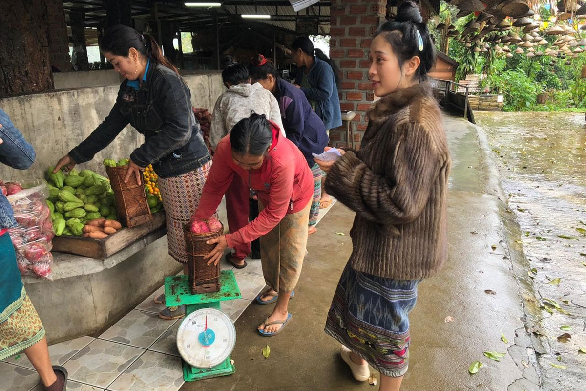 ຊາວສວນກາເຟຢູ່ເມືອງປາກຊ່ອງມີລາຍຮັບເພີ່ມ ຂຶ້ນຈາກການປູກຜັກປອດສານພິດ