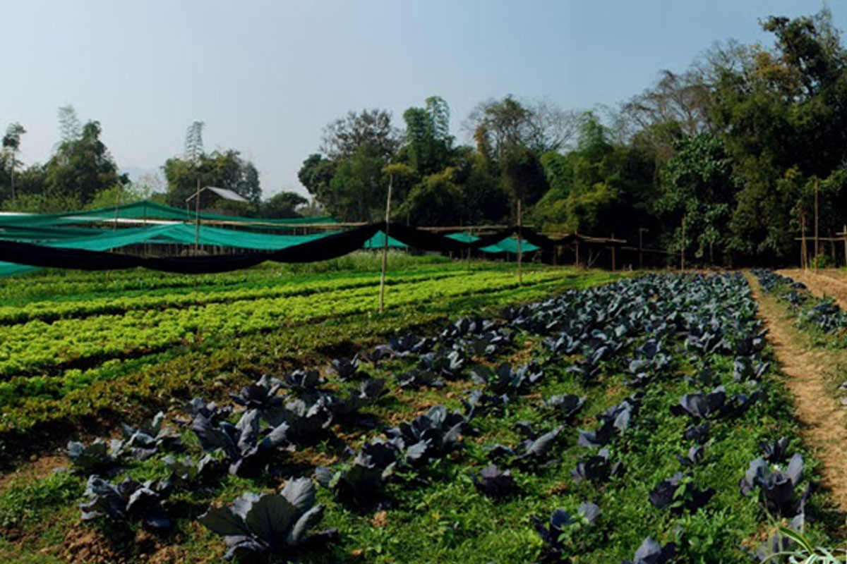 ກຸ່ມບໍລິສັດ ຫຼວງຈະເລີນຟາມ ກຽມພັດທະນາກະສິກໍາຄົບວົງຈອນ ຢູ່ເມືອງຈອມເພັດ  