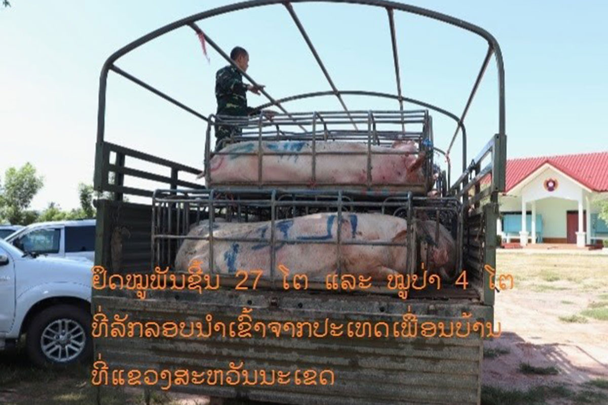 ພົບການລັກລອບນໍາເຂົ້າໝູພັນຊີ້ນ ແລະ ໝູປ່າຈາກປະເທດເພື່ອນບ້ານ ຢູ່ແຂວງສະຫວັນນະເຂດ
