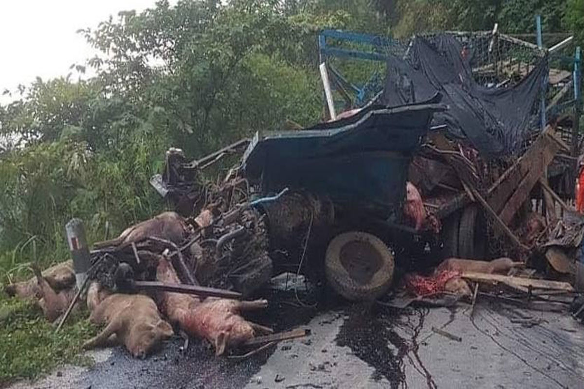 ລົດບັນທຸກໝູປີ້ນ ຢູ່ເສັ້ນທາງພູເກົ້າຫຼັກ ເສຍຊີວິດ 2 ຄົນ ແລະ ໝູຕາຍເປັນຈຳນວນ ຫຼາຍ