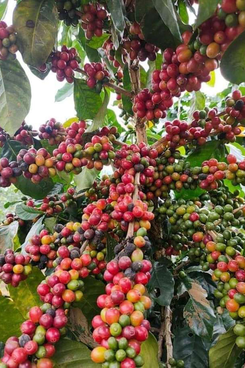 ລາວມີລາຍຮັບຈາກການສົ່ງອອກໜາກກາເຟ ແລະ ຈາກຜະລິດຕະພັນສໍາເລັດຮູບກາເຟປະມານ 100 ລ້ານໂດລາຕໍ່ປີ