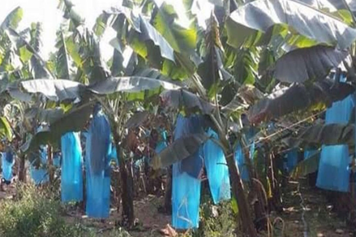 ນັກລົງທຶນຕ່າງປະເທດສໍາປະທານເນື້ອທີ່ດິນລັດແຕ່ບໍ່ປະຕິບັດຕາມສັນຍາຢູ່ແຂວງເຊກອງ