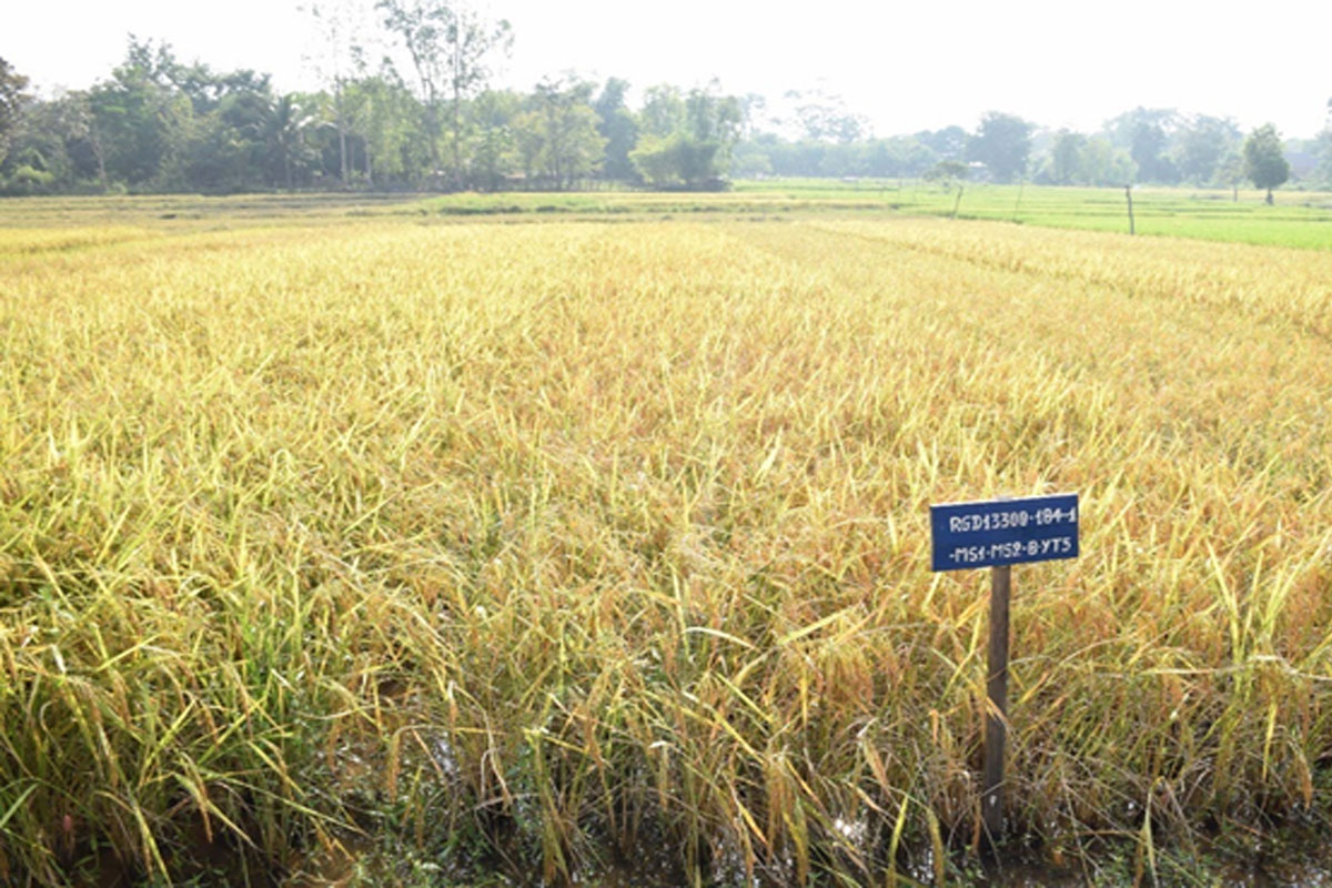 ສູນຄົ້ນຄວ້າກະສິກຳທ່າຊະໂນຄັດລືອກຂັ້ນສຸດທ້າຍຂອງສາຍພັນ ເຂົ້າໜຽວຫອມ ດີເດັ່ນໂດຍຊາວນາມີສ່ວນຮ່ວມ