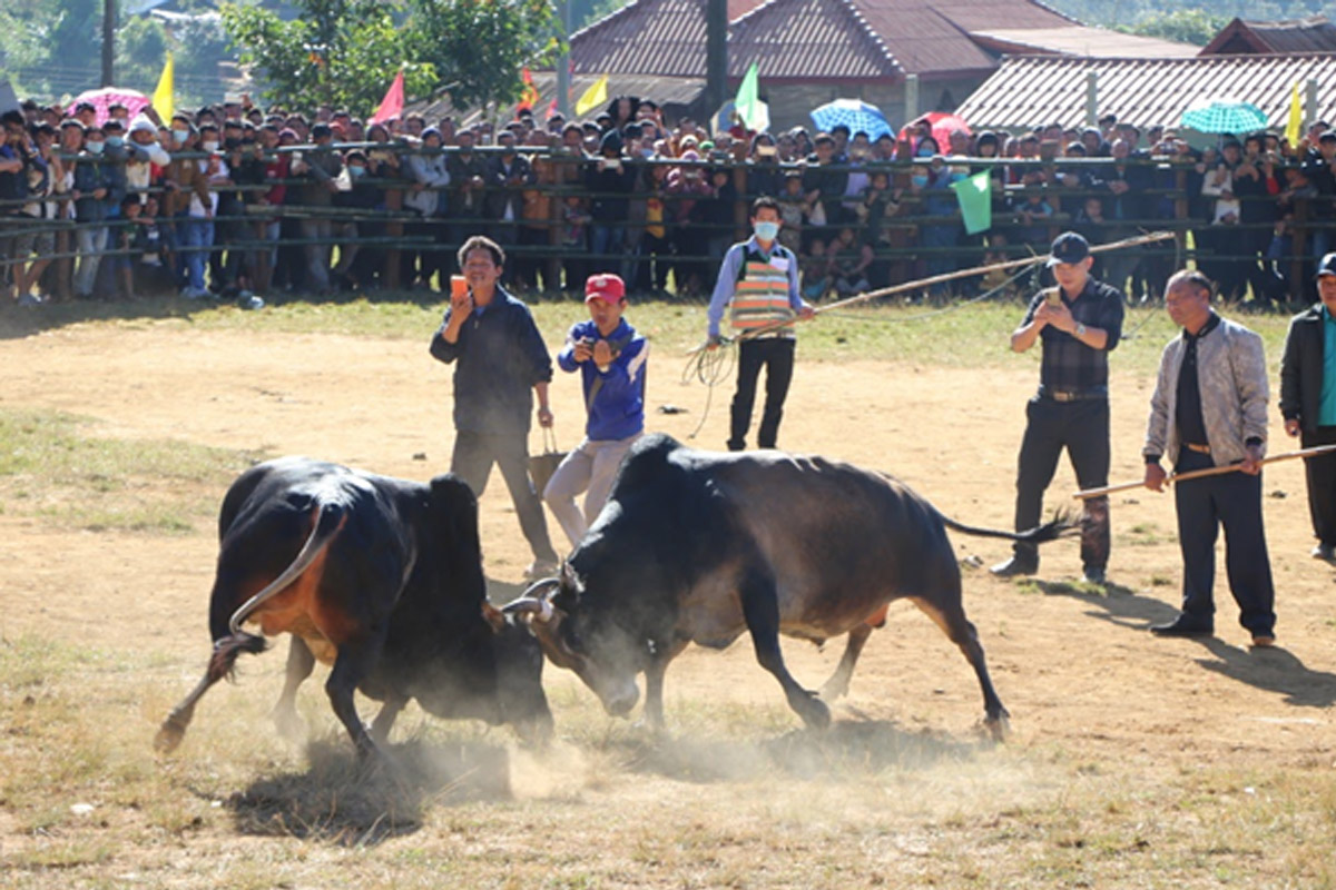 ເປີດງານແຂ່ງຂັນກິລາພື້ນເມືອງ ງົວຊົນເກັ່ງ, ງົວຊົນງາມ ປະຈຳປີ 2020 