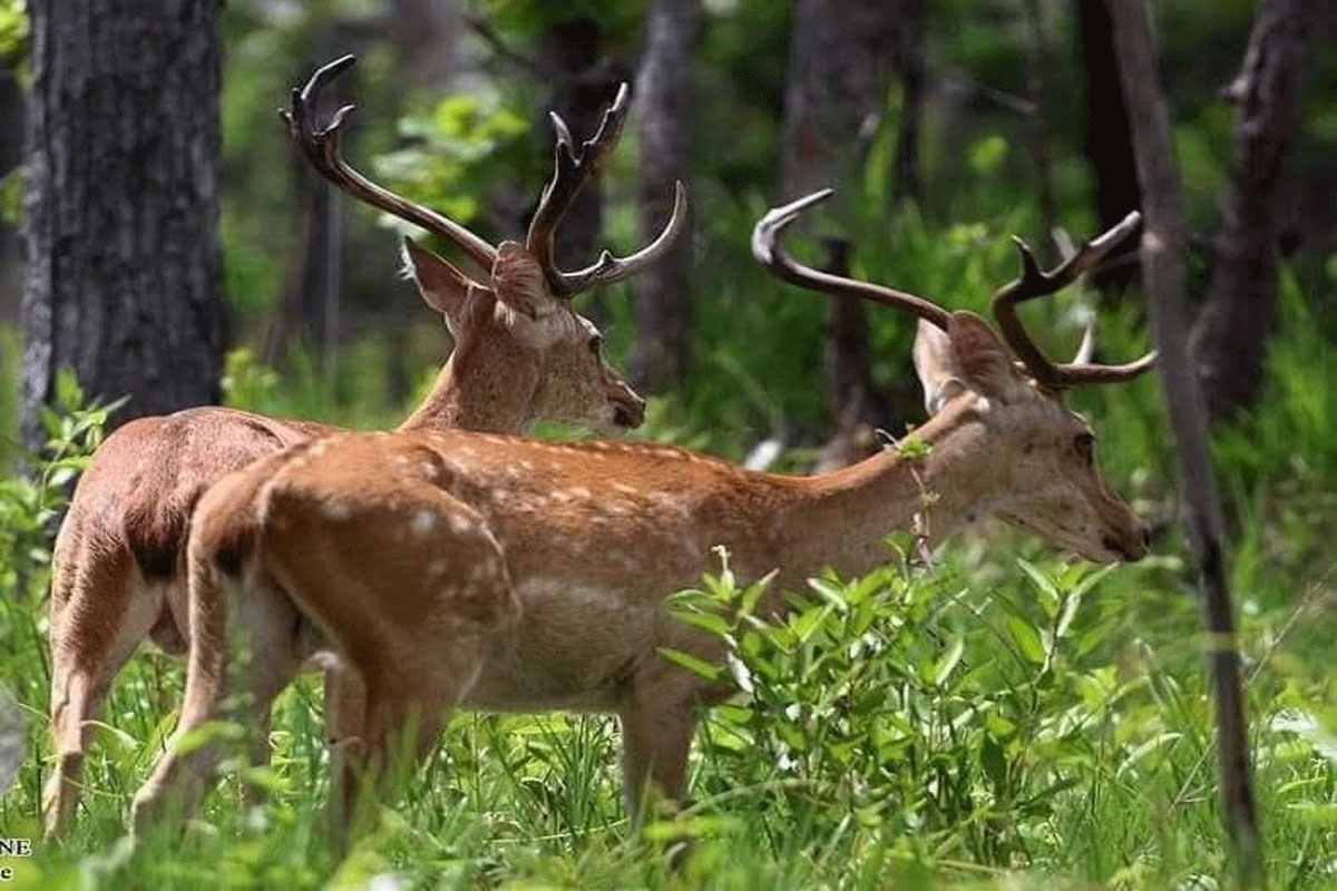 ທ່ຽວຊົມສັດປ່າ ແລະ ຊີວະນາໆພັນທີ່ເຂດ ອະນຸລັກໂອງ-ມັ່ງແຫ່ງຊາດໃນຍຸກ ລາວທ່ຽວລາວ