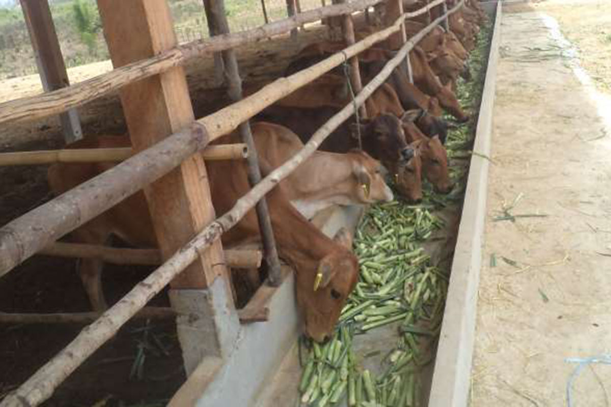 ກະຊວງປ້ອງກັນປະເທດສ້າງຕັ້ງບໍລິສັດຮ່ວມທຶນກະສິກໍາ ແລະ ລ້ຽງສັດ ສົ່ງອອກ ສປ ຈີນ