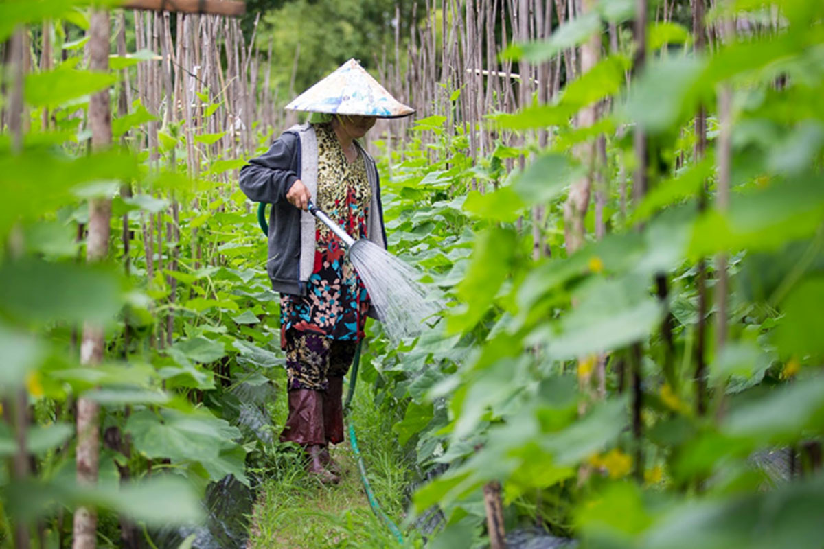 ສປປ ລາວມີເນື້ອທີ່ປູກພຶດກະສິກໍາຈໍານວນຫຼາຍ ແຕ່ຍັງນຳເຂົ້າສິນຄ້າກະສິກໍາຈາກຕ່າງປະເທດ