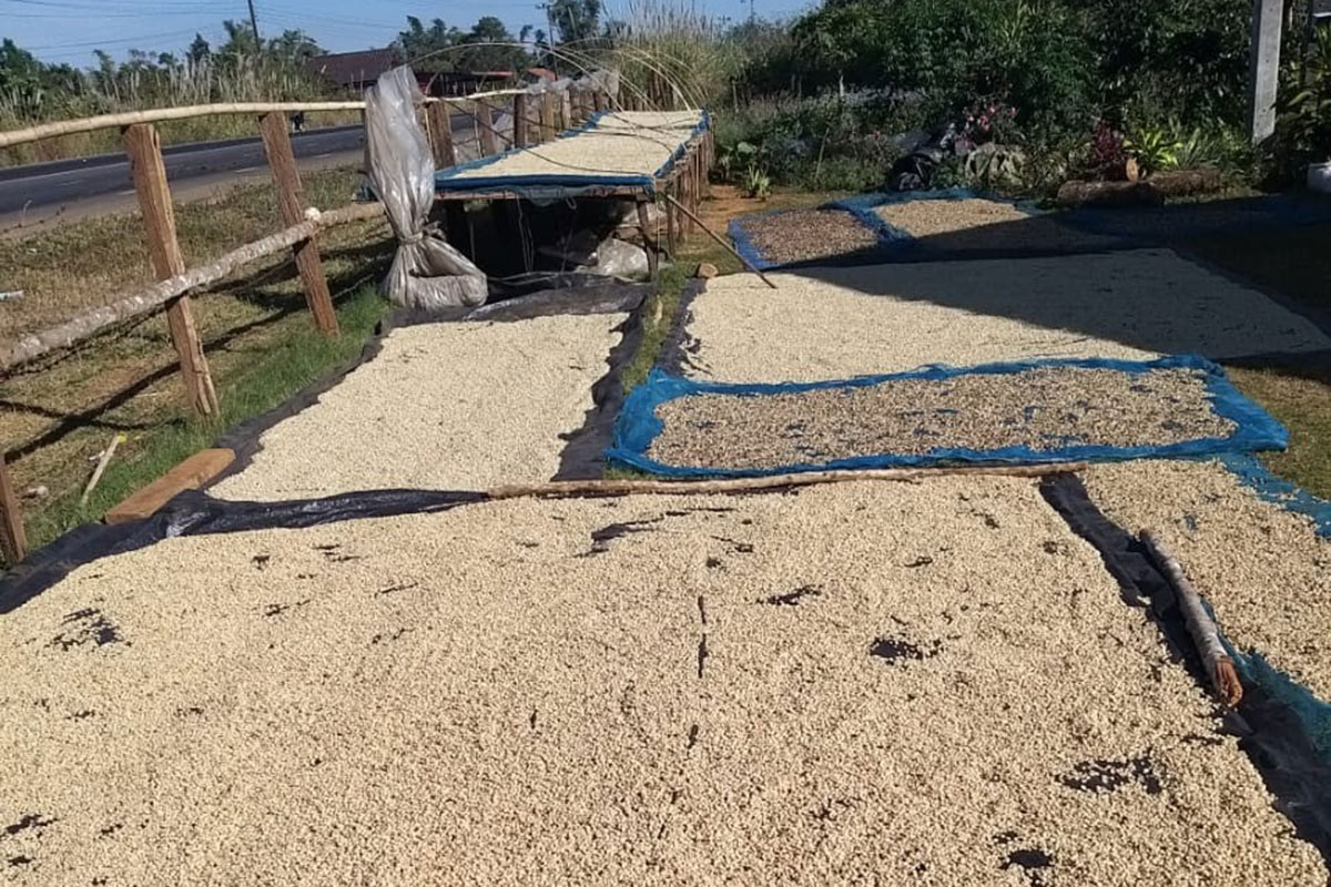 ຄວາມອຸດົມສົມບູນຂອງດິນຟ້າອາກາດ ເຂດພູພຽງບໍລະເວນ ສາມາດພັດທະນາກາເຟທີ່ມີສະມັດຕະພາບສູງ