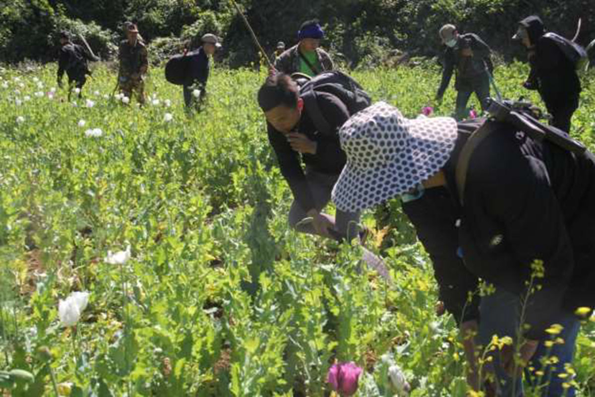 ແຂວງ ຫຼວງນ້ຳທາ ທຳລາຍສວນຝິ່ນ ທີ່ລັກລອບປູກ ປະມານ 2,5 ເຮັກຕາ