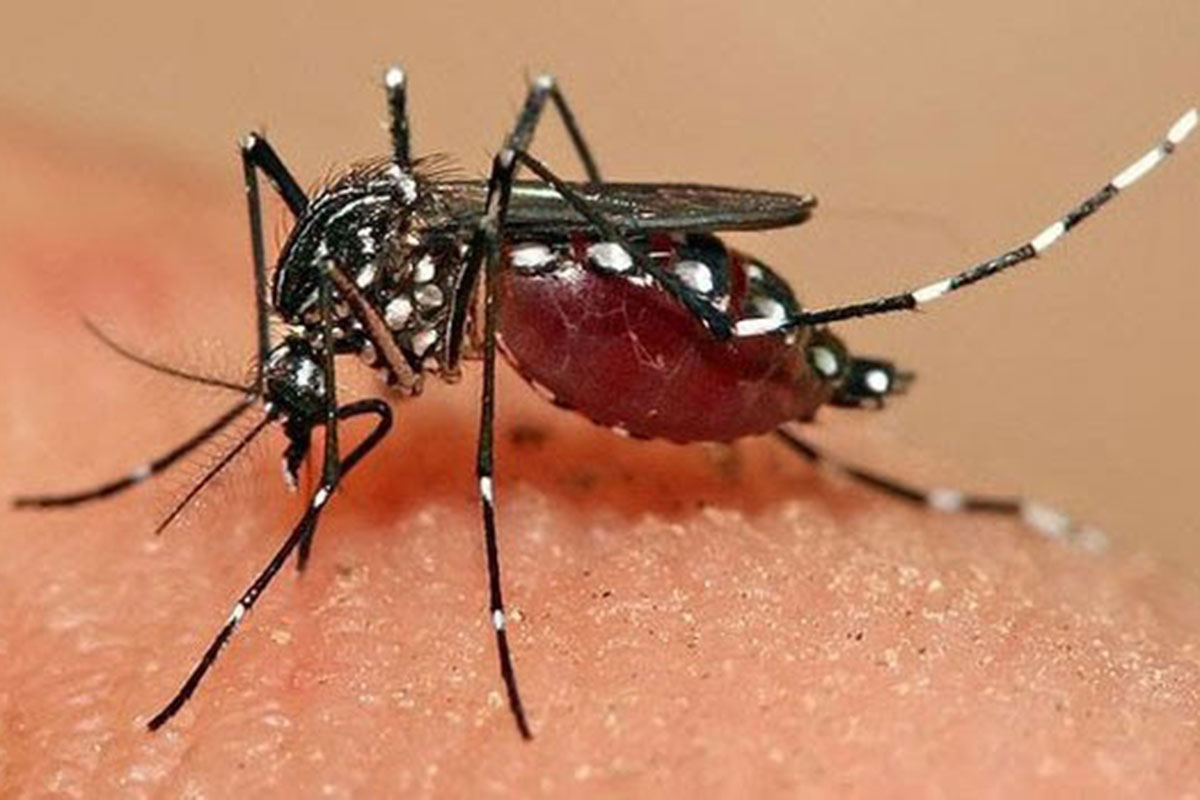 ລາວ ເສຍຊີວິດ 13 ຄົນ ຍ້ອນພະຍາດໄຂ້ຍຸງລາຍໃນປີ 2020