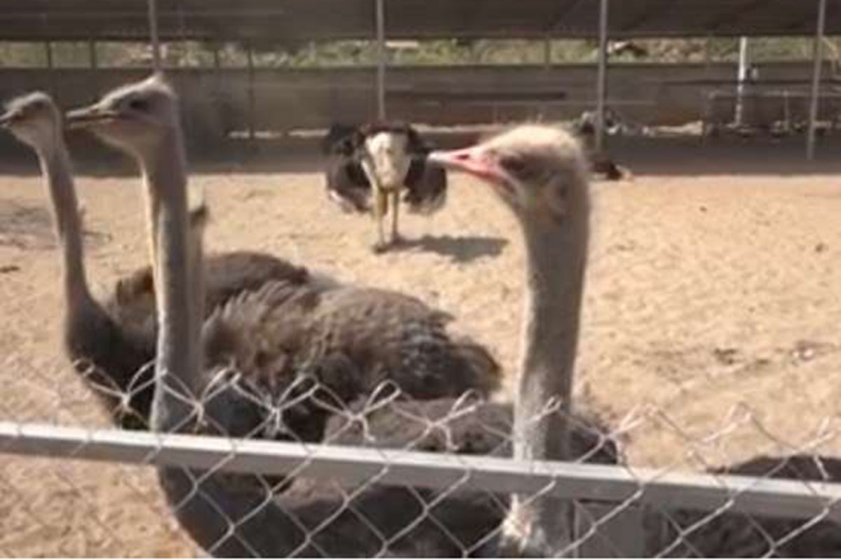 ການລ້ຽງນົກກະຈອກເທດກໍາລັງໄດ້ຮັບຄວາມນິຍົມຢູ່ ສປປ ລາວ