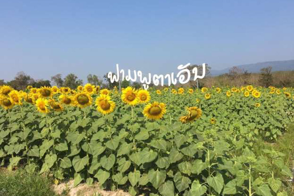 ຟາມພູຕາເວັນເພີ່ມກິດຈະກໍາ ຫຼາຍຢ່າງ ເພື່ອດຶງດູດນັກທ່ອງທ່ຽວໃນຍຸກລາວທ່ຽວລາວ