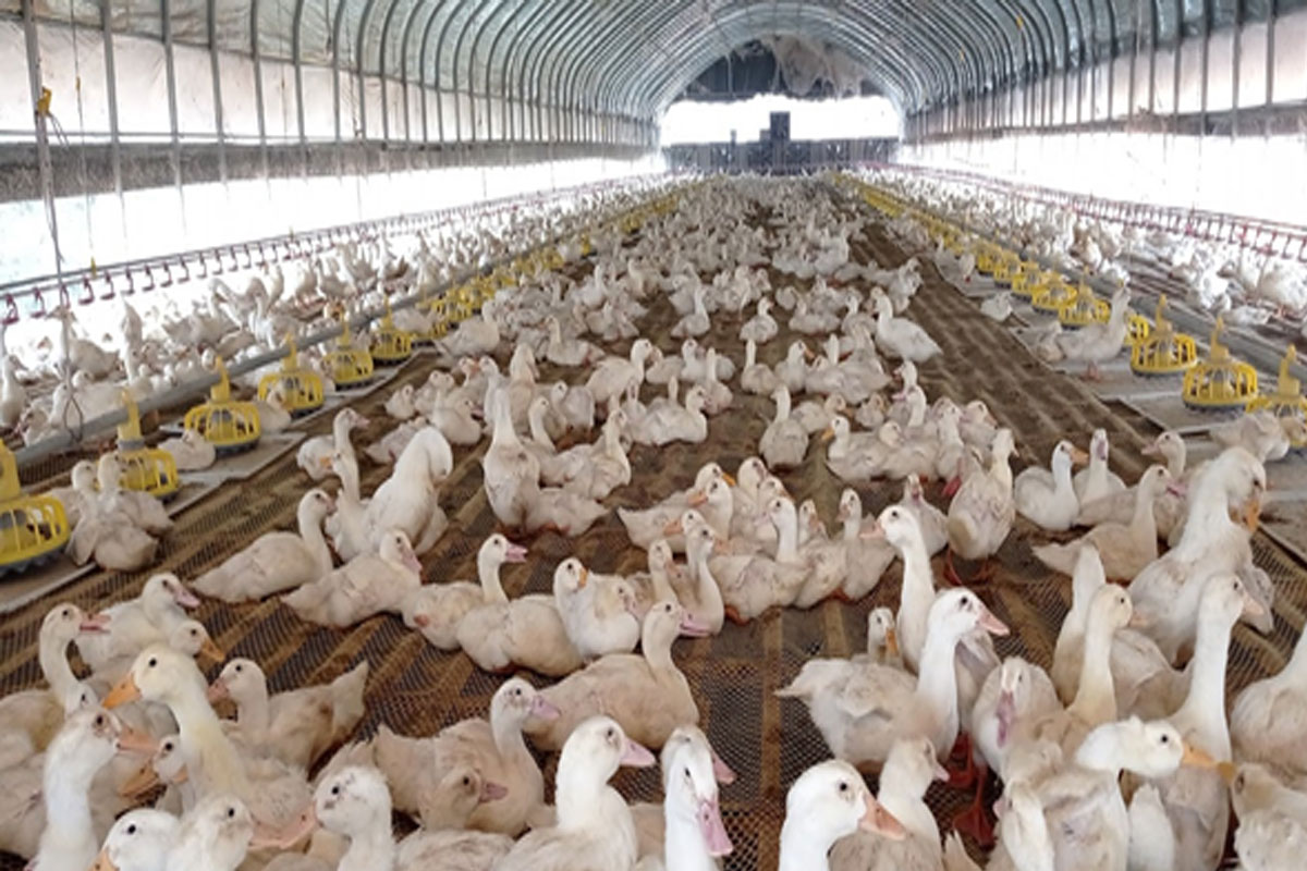 ສູນສາທິດ ແລະ ບໍລິການເຕັກນິກກະສິກຳ ເນັ້ນຜະລິດແນວພັນພຶດ-ສັດ ທີ່ມີຄຸນນະພາບເພື່ອສະໜອງໃຫ້ຊາວກະສິກອນ