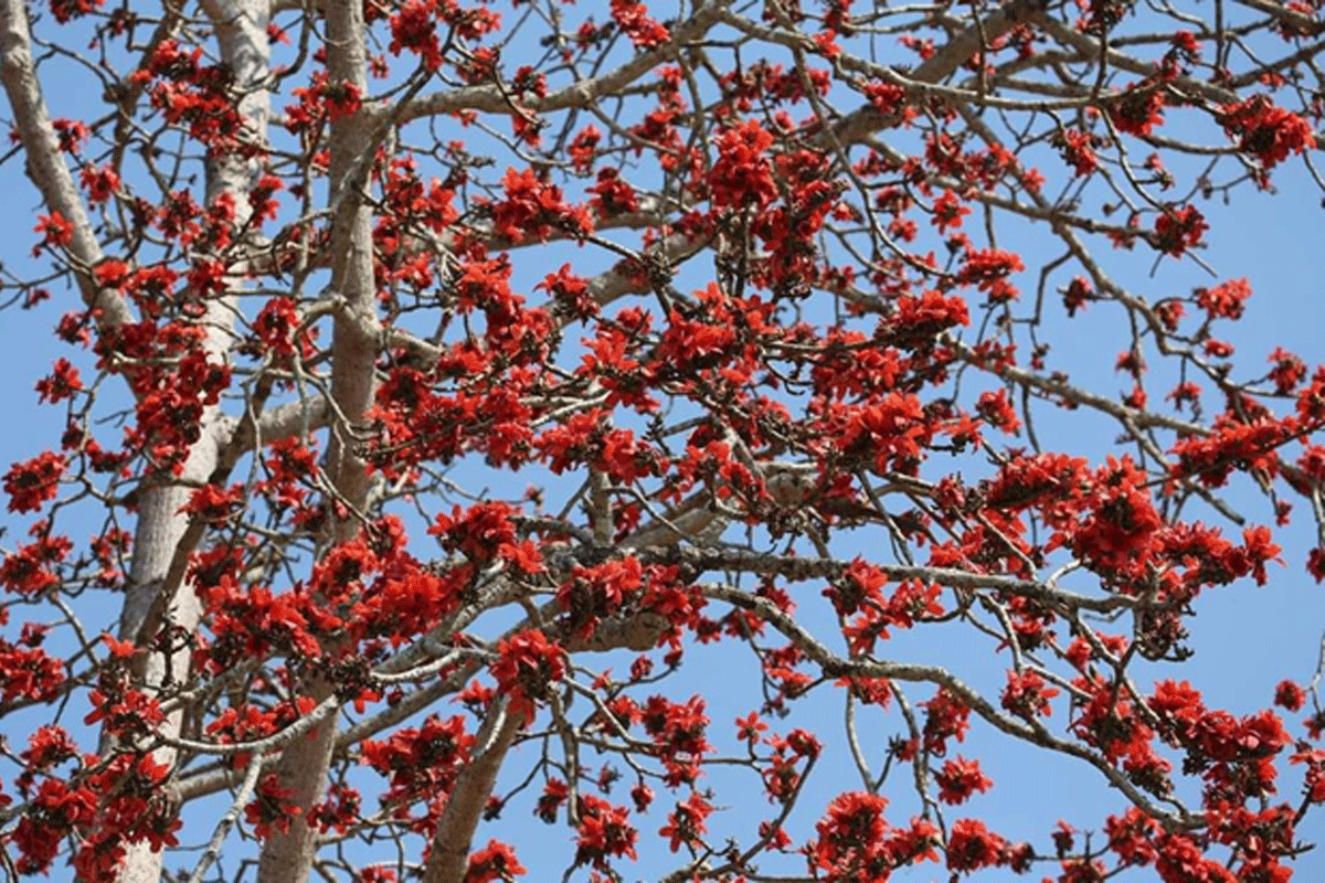 ເມືອງຕົ້ນເຜິ້ງ ໄດ້ຍົກເລີກງານບຸນດອກງິ້ວ ປະຈໍາປີ 2021