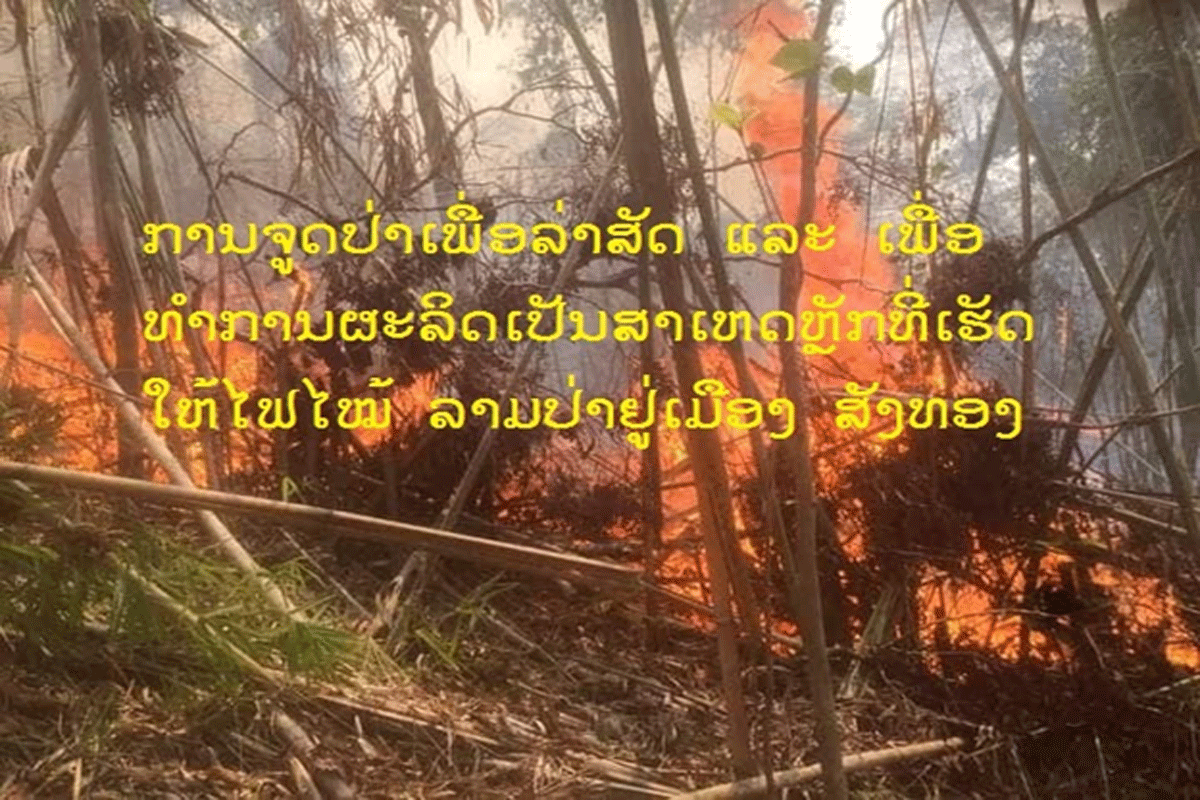 ການຈູດປ່າເພື່ອລ່າສັດ ແລະ ເພື່ອທໍາການຜະລິດເປັນສາເຫດທີ່ເຮັດໃຫ້ໄຟໄໝ້ລາມປ່າຢູ່ເມືອງສັງທອງ