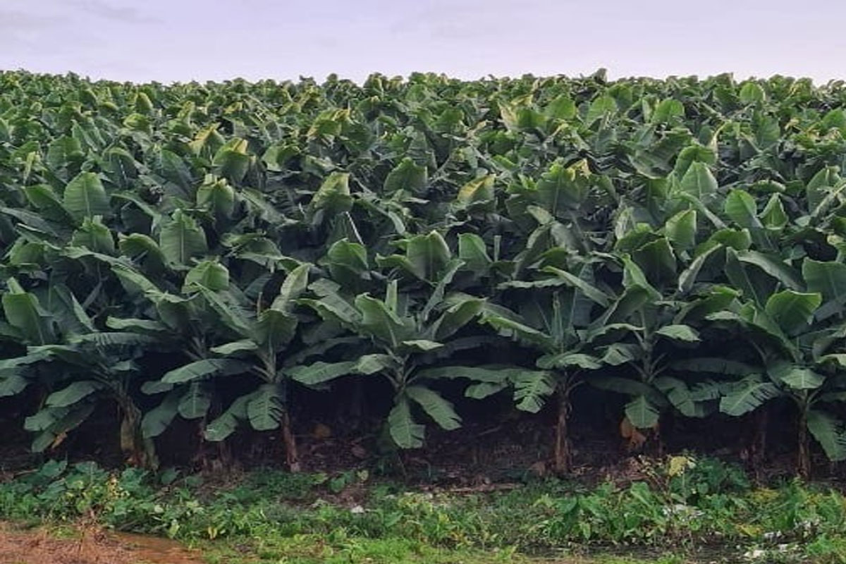 ມີ 16 ບໍລິສັດໃຫຍ່ທີ່ລົງທຶນດ້ານກະສິກໍາຢູ່ແຂວງບໍລິຄໍາໄຊ