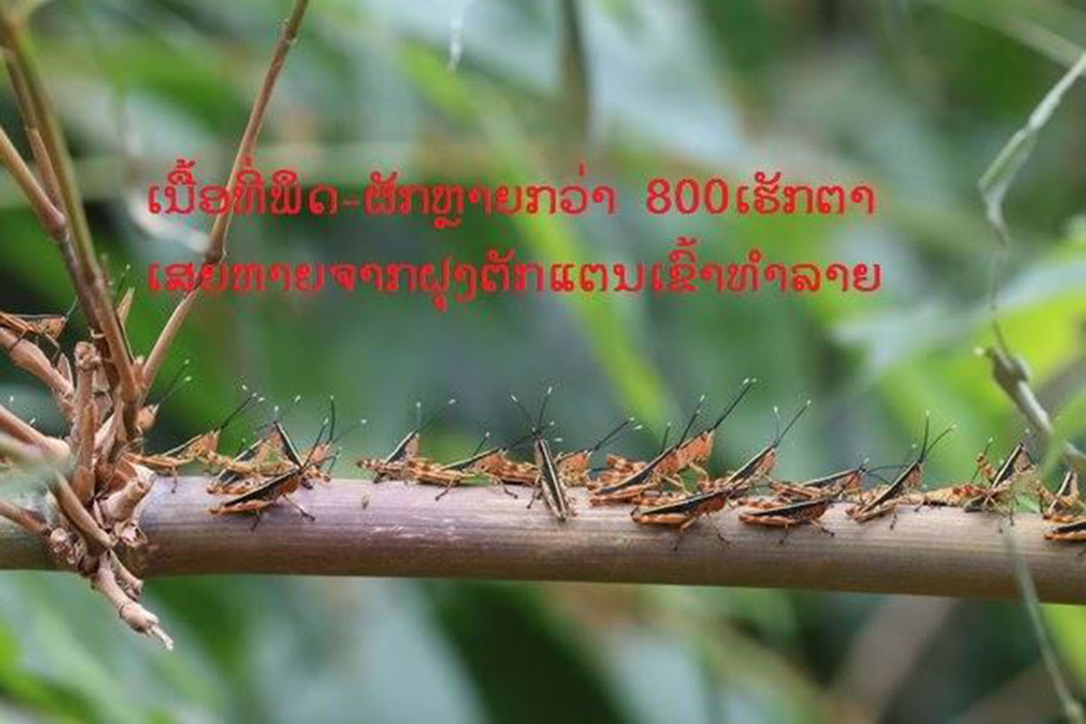 ຝຸງຕັກແຕນໄມ້ປ່ອງທໍາລາຍພຶດກະສິກໍາຢູ່ແຂວງຜົ້ງສາລີຍັງບໍ່ສາມາດແກ້ໄຂໄດ້