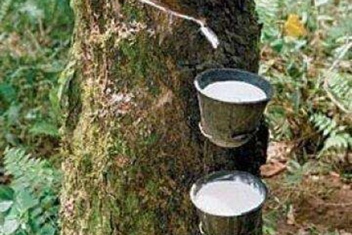 ນັກລົງທຶນຈີນຈະສ້າງໂຮງງານແປຮູບຢາງພາລາຢູ່ ເມືອງຊຽງຮ່ອນ ແຂວງໄຊຍະບູລີ