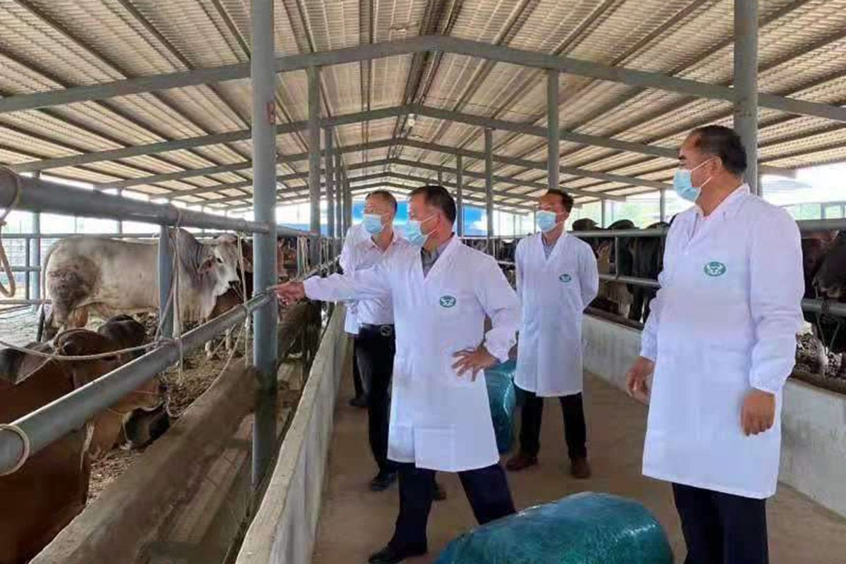 ລາວຈະສົ່ງງົວອອກໄປ ສປ ຈີນ ຈຳນວນ 3.000 ໂຕ ທ້າຍເດືອນເມສານີ້