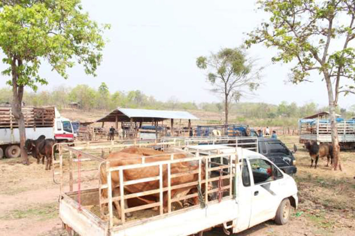 ເປີດງານຕະຫຼາດນັດ ງົວ ແລະ ຄວາຍຄັ້ງທໍາອິດຂອງປະເທດ