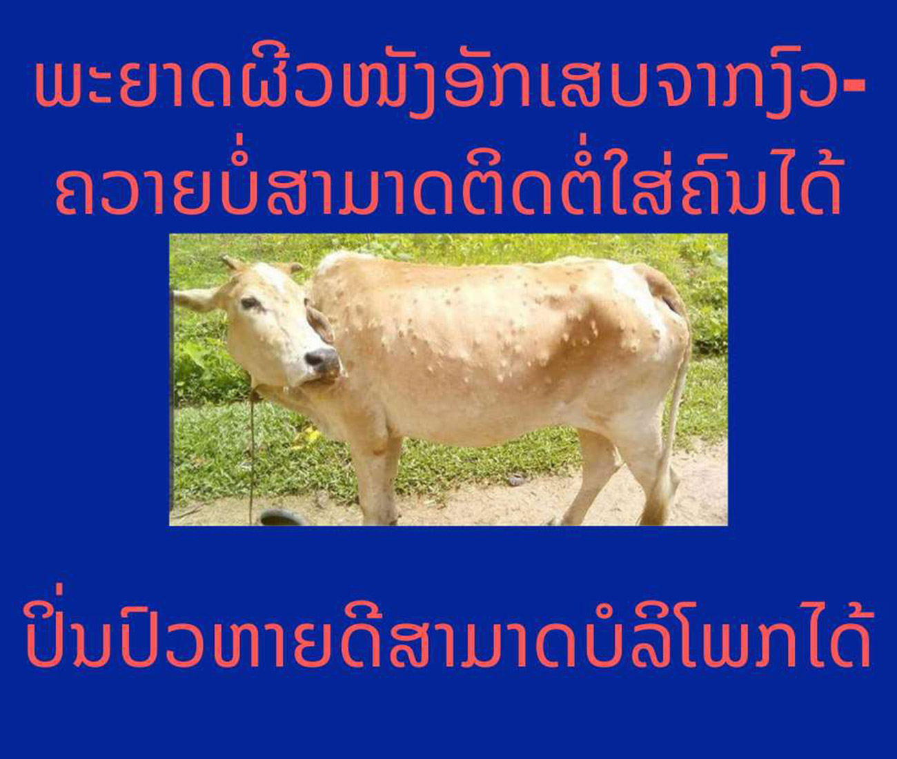 ພະຍາດຜີວໜັງອັກເສບງົວ-ຄວາຍບໍ່​ສ​າມາດຕິດ​ຕໍ່ ​ໃສ່​ຄົນ​