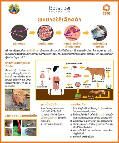 ພະຍາດໄຂ້ເລືອດດຳຢູ່ສັດລ້ຽງໂດຍສະເພາະງົວຄວາຍສາມາດປ້ອງກັນໄດ້