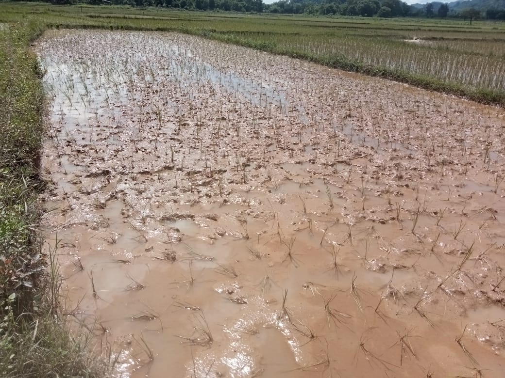 ນາປີແຂວງຄໍາມ່ວນຖືກນໍ້າຖ້ວມ ແລະ ສັດຕູພືດທໍາລາຍ ເສຍຫາຍເບື້ອງ ຕົ້ນ 197 ເຮັກຕາ