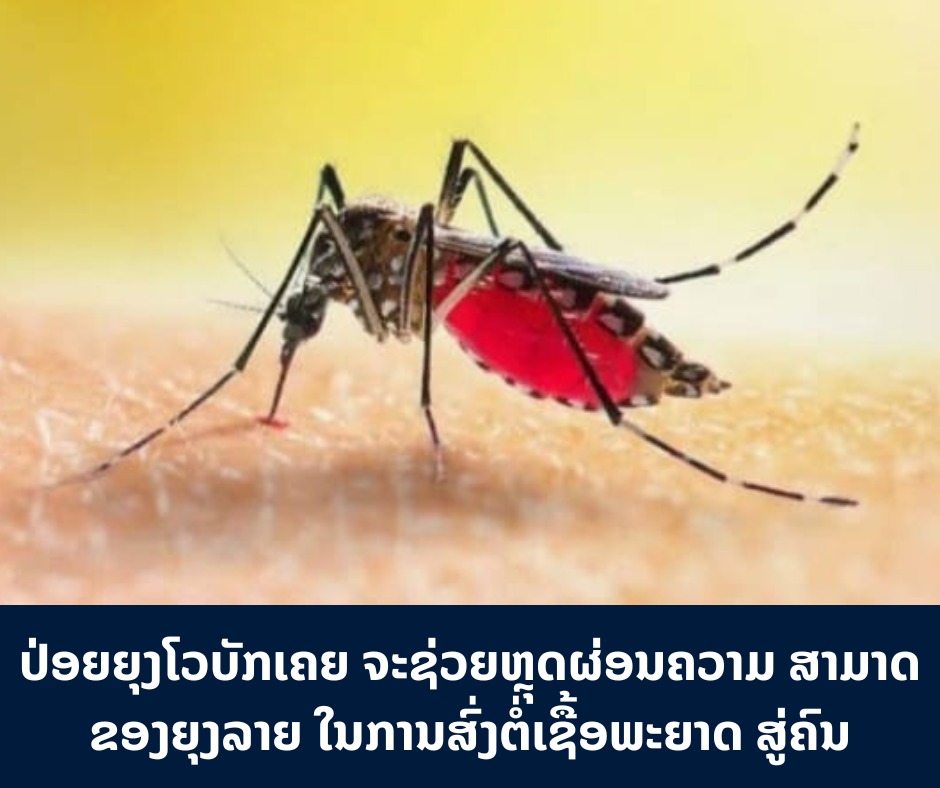 ປ່ອຍຍຸງໂວບັກເຄຍຈະຊ່ວຍຫຼຸດຜ່ອນ ຄວາມສາມາດຂອງຍຸງລາຍ ໃນການສົ່ງຕໍ່ເຊື້ອພະຍາດ ສູ່ຄົນ