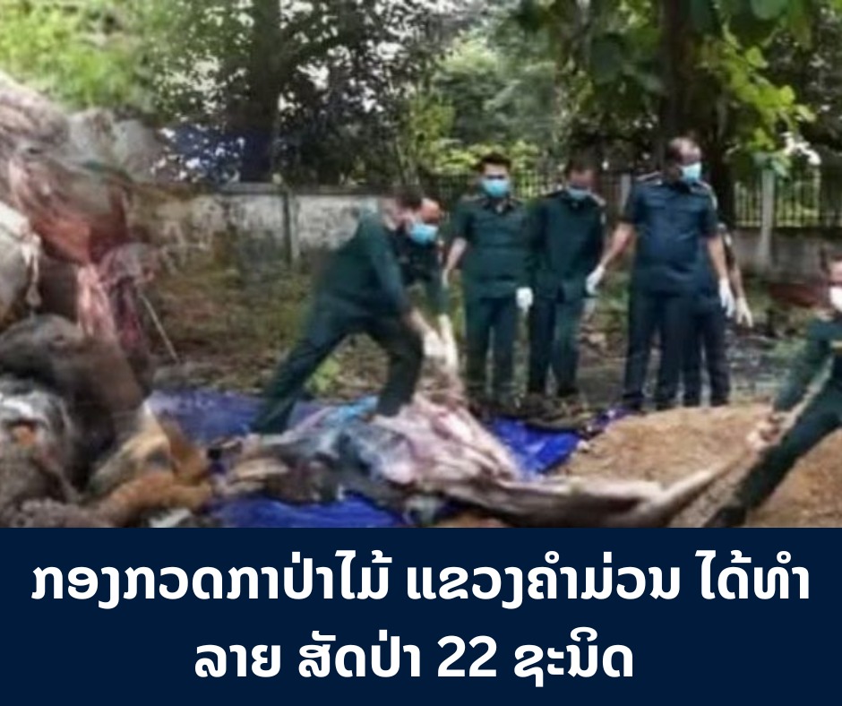 ກອງກວດກາປ່າໄມ້ ແຂວງຄໍາມ່ວນ ໄດ້ທໍາລາຍ ສັດປ່າ 22 ຊະນິດ