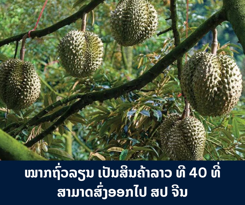 ລາວ ສາມາດ ສົ່ງອອກສິນຄ້າໄປຈີນ 40 ລາຍການ