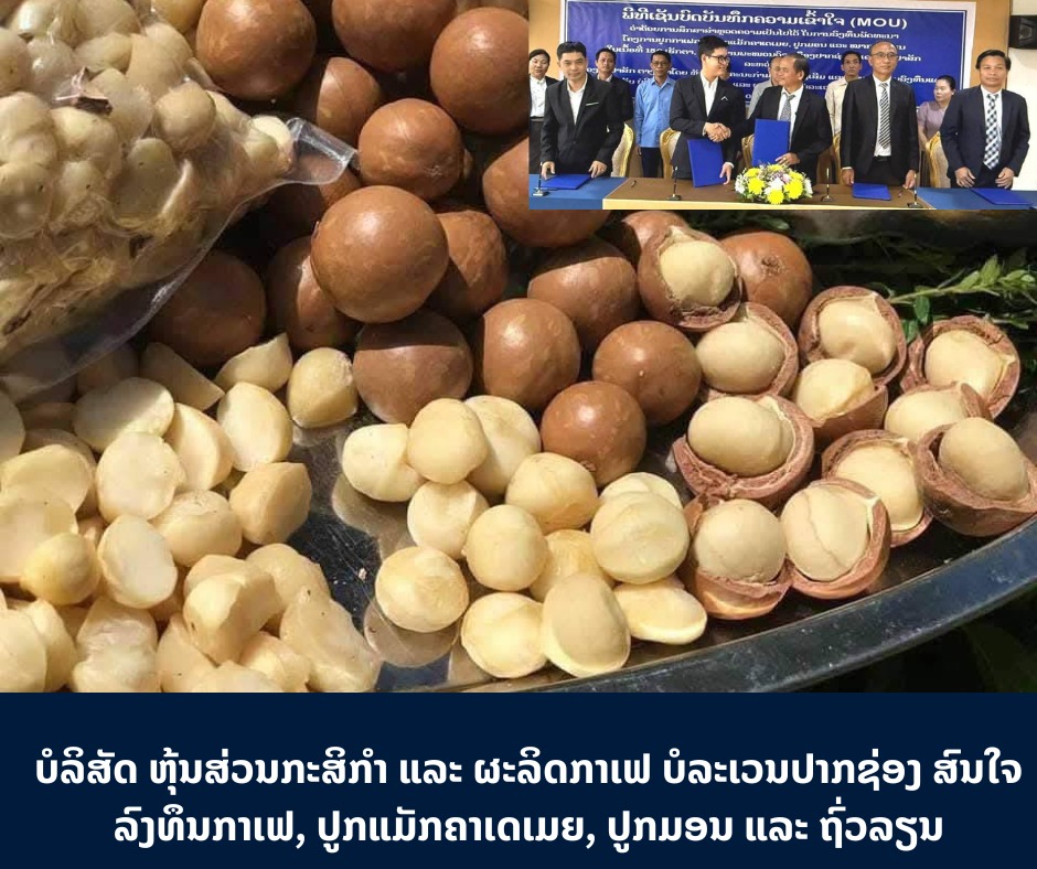 ບໍລິສັດຫຸ້ນສ່ວນກະສິກຳ ແລະ ຜະລິດກາເຟບໍລະເວນປາກຊ່ອງ ສົນໃຈລົງທຶນກາເຟ, ປູກແມັກຄາເດ ເມຍ, ປູກມອນ ແລະ ຖົ່ວລຽນ